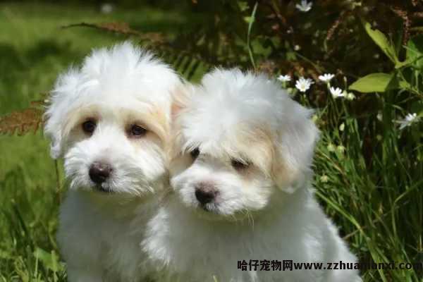 狗狗的生殖器在哪
