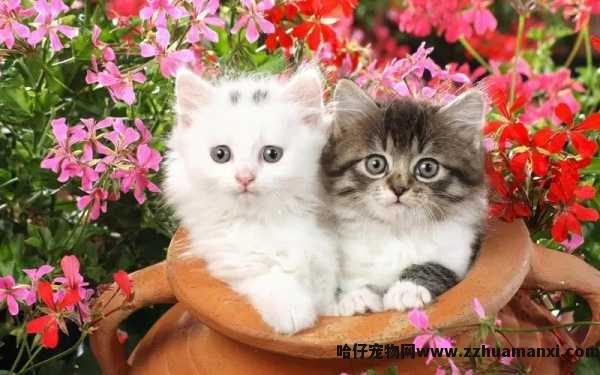 猫咪不清理(lǐ)自己了(猫咪不自己清理(lǐ)自己)